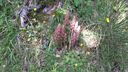 Foreste_casentinesi_090.jpg