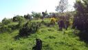 Foreste_casentinesi_102.jpg