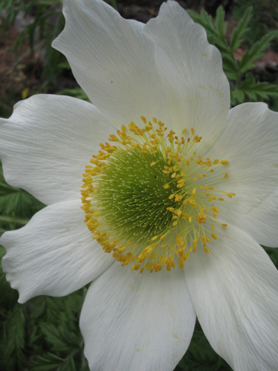 Ranunculus alpestris