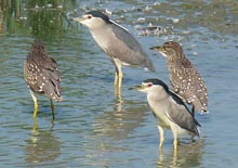 Nycticorax