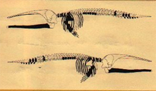 La balena fossile della Val di Zena