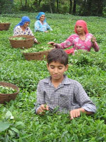Giardini di té vicino Dharamsala